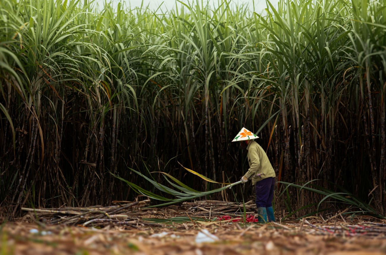 Best Sugarcane for Making Rum: A Distiller's Guide